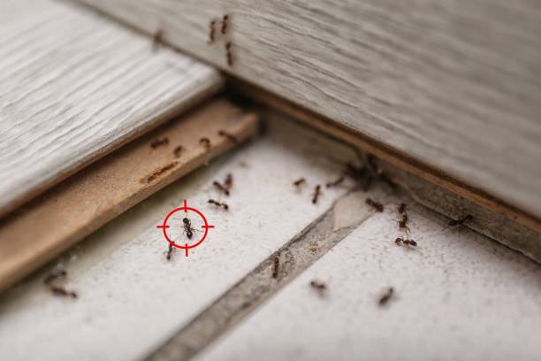 Best Spider Control Near Me  in Mcconnell Af, KS